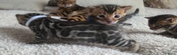 Bengal cats for sale: Georges Tica registered Bengal kittens  - Advert 1
