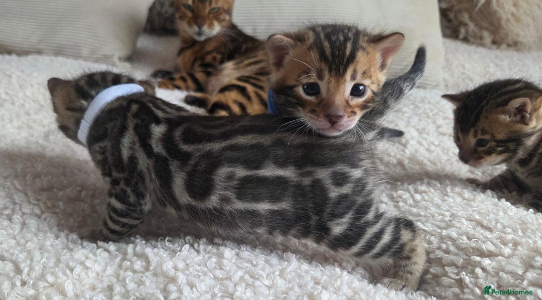 Bengal cats for sale: Georges Tica registered Bengal kittens  - Advert 1