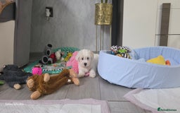 Maltese dogs for sale: Lovely Maltese Puppies - Image 20