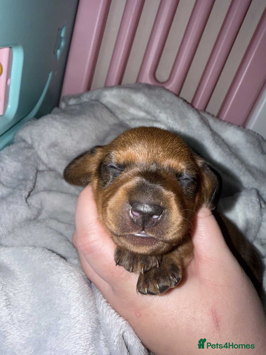 Miniature Dachshund dogs for sale: Mini Dachshund Puppies - Advert 9