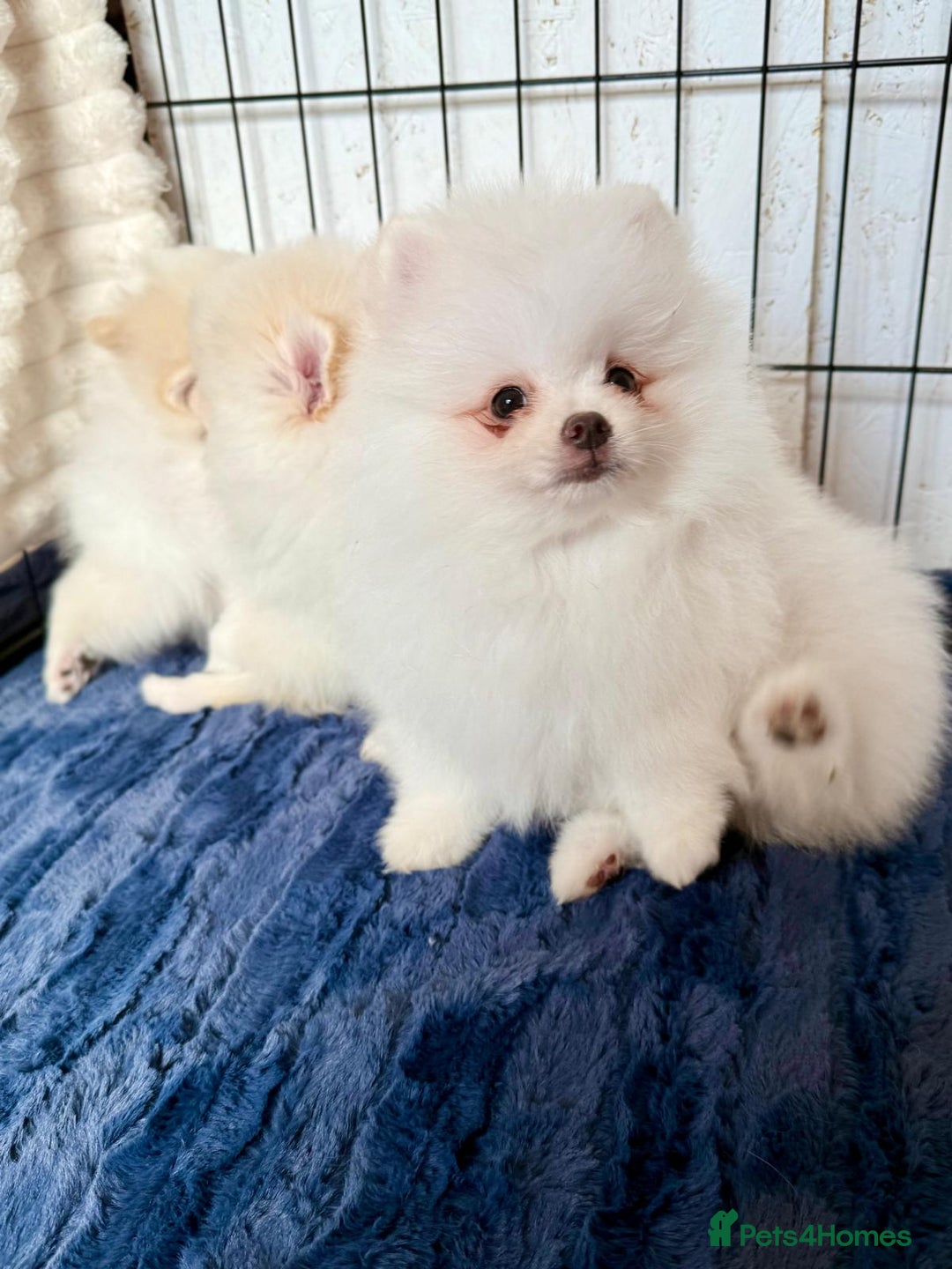 Pomeranian dogs for sale: 🐾✨ Rare White Extra Tiny Size Pomeranian Puppies  - Image 10