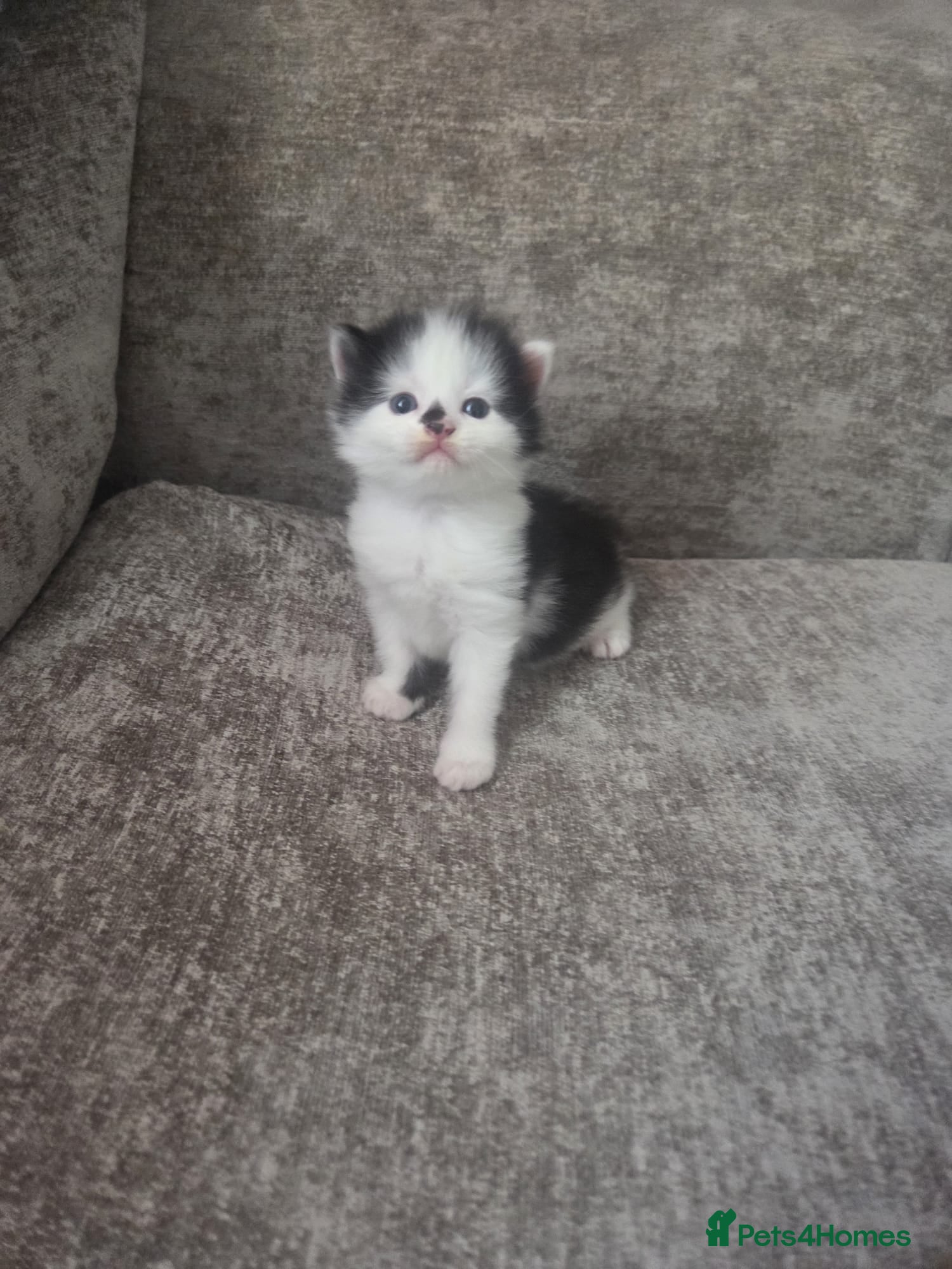 Persian cats for sale: Long haired Doll faced Persian cross  - Advert 23