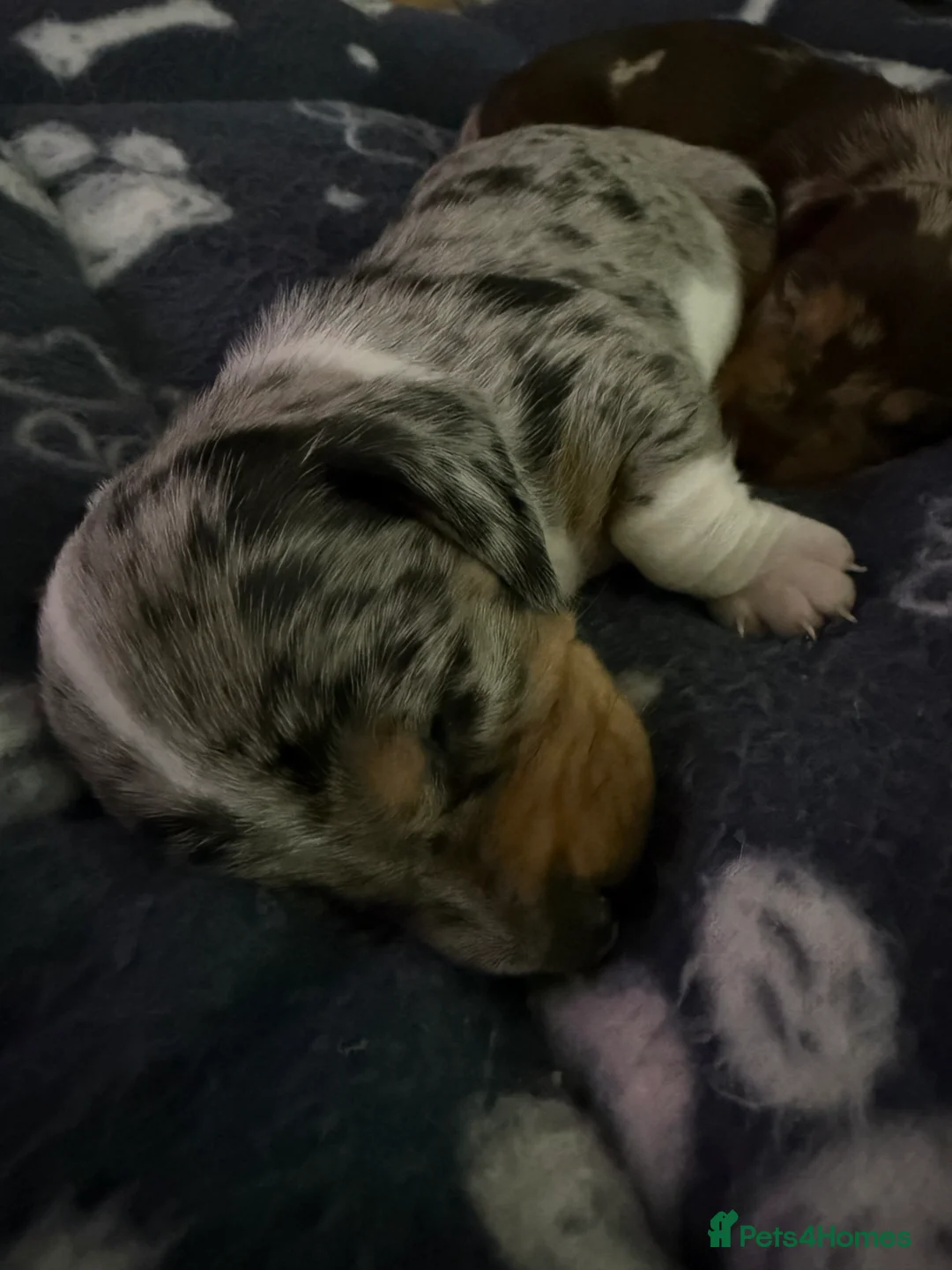 Miniature Dachshund dogs for sale: 🐾 5 Mini Dachshunds 4 dappled, 1 choc 🐾 - Advert 13