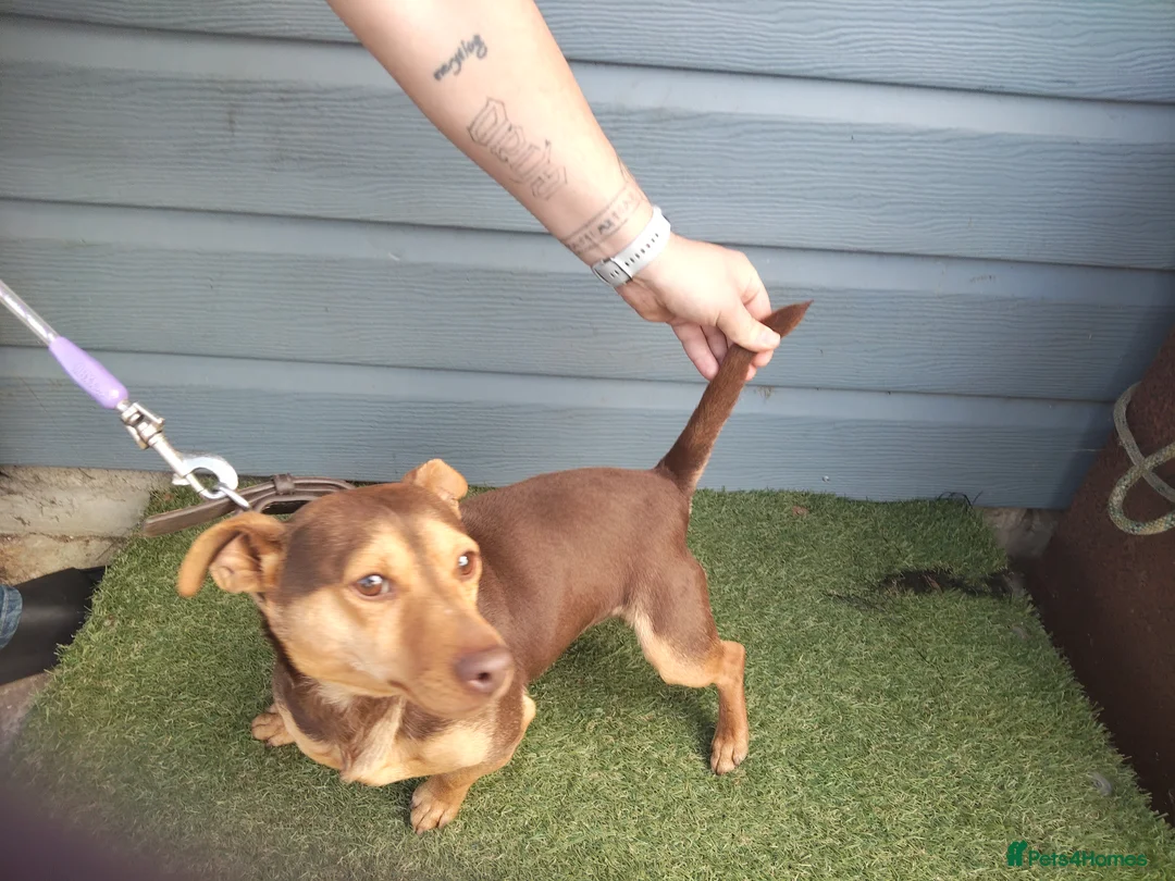 Jack Russell dogs for stud: Chocolate and tan short legged stud in Herne Bay - Advert 4