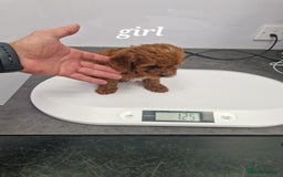 Cavapoo dogs for sale: Fox Red Cavapoo F1 Puppies  - Image 35