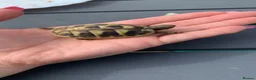 Hermann Tortoise reptiles for sale: Herman hatchlings. Tortoise. - Advert 2