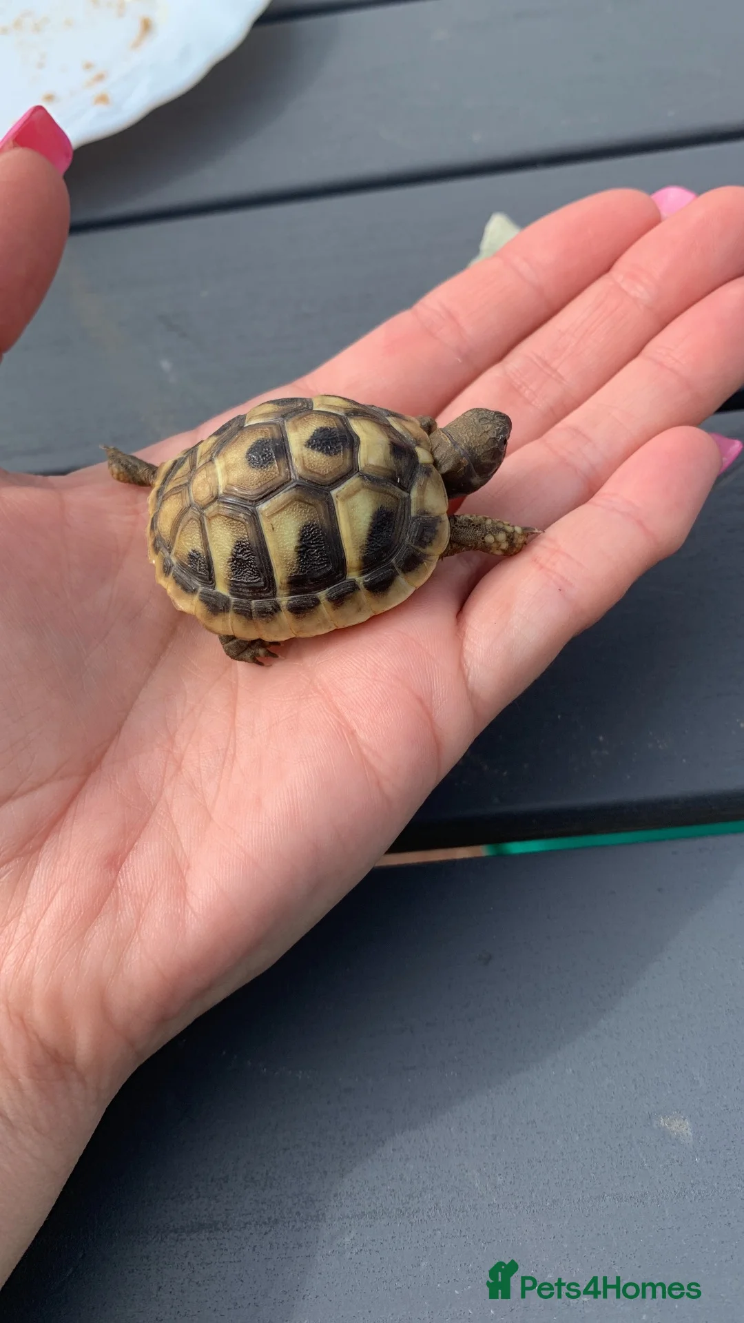 Hermann Tortoise reptiles for sale: Herman hatchlings. Tortoise. - Advert 2