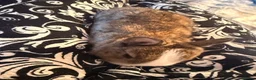 Mixed Breed rabbits for sale: Baby rabbits for sale BORN 15 February  - Advert 3