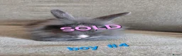 Lionhead rabbits for sale: Lion head babies very fluffy & tame ☆READY NOW - Advert 10