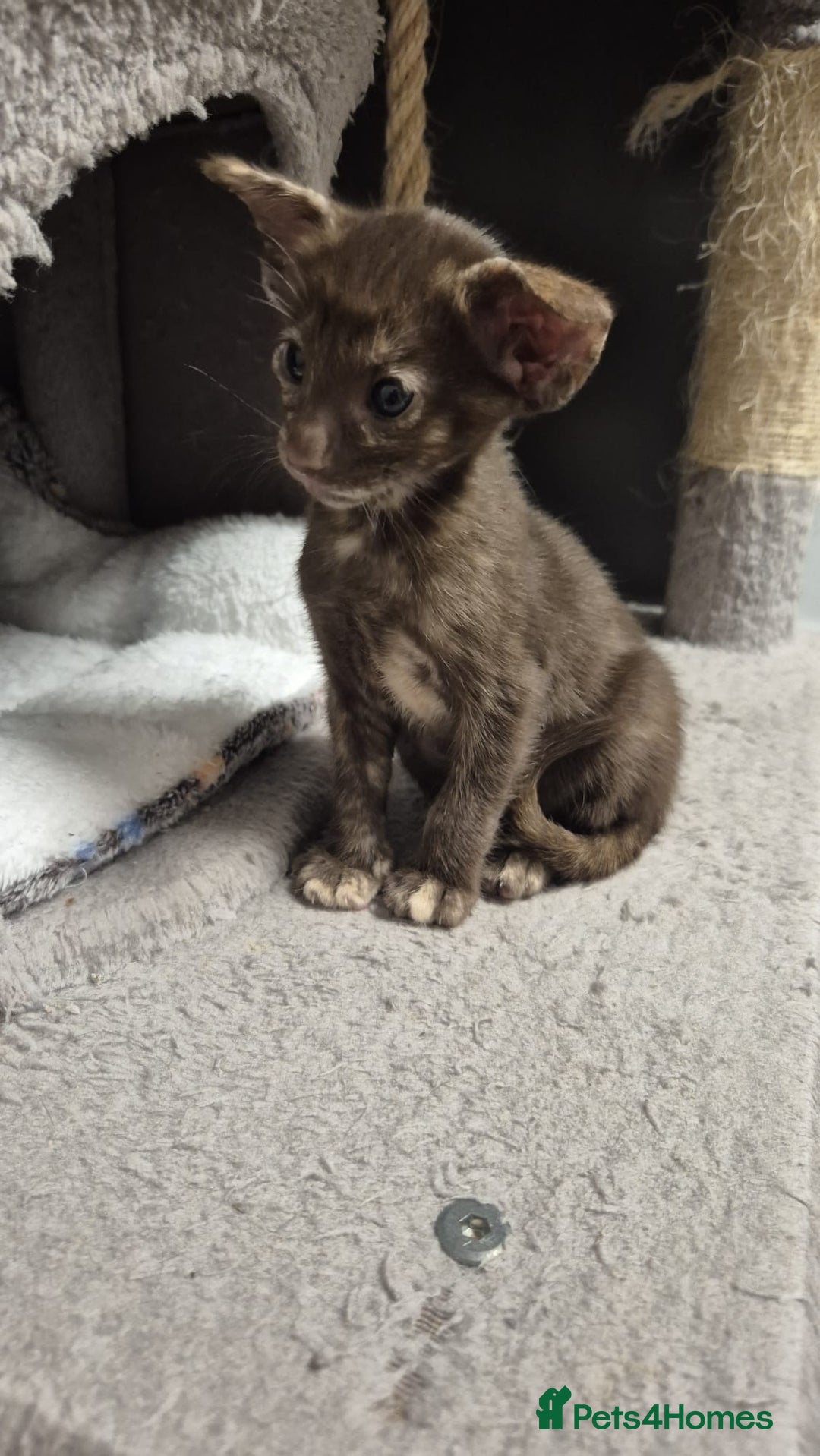 Oriental cats for sale: Oriental and Siamese kittens. - Advert 2