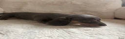 Miniature Dachshund dogs for sale: Miniature dachshund puppies  - Advert 7