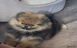 Pomeranian dogs for sale: Female pomeranian  - Image 11