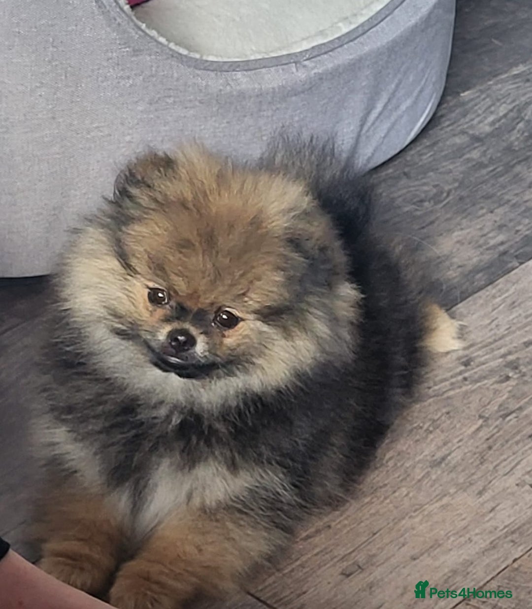 Pomeranian dogs for sale: Female pomeranian  - Image 11