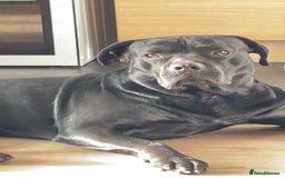 Mixed Breed dogs for sale: Rotticorso - Advert 2