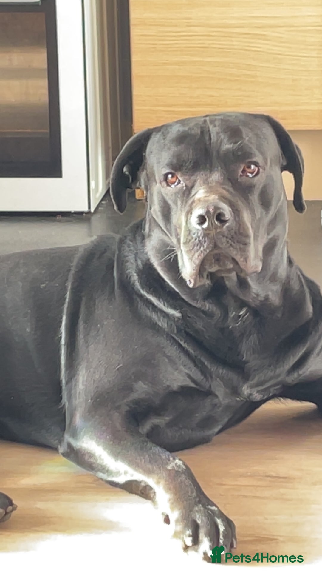 Mixed Breed dogs for sale: Rotticorso - Advert 2