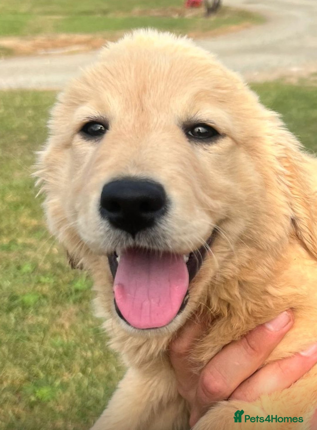 Goldendoodle dogs for sale: Healthy happy small golden retriever type puppies - Image 3
