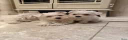 West Highland Terrier dogs for sale: Westies  - Advert 5