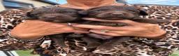 Cockapoo dogs for sale: F1 cockapoo pups in Cumnock - Advert 7