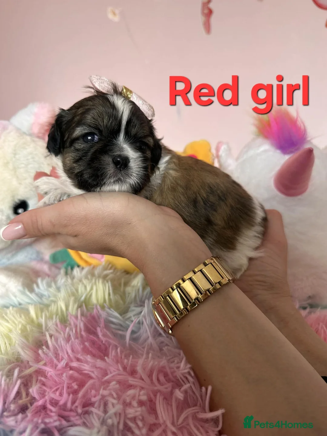 Shih Tzu dogs for sale: 🥰🐾 Adorable Shih Tzu Puppies 🐾🥰 - Advert 23