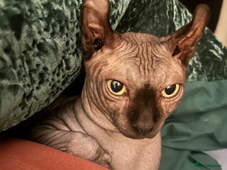 Sphynx cats Stunning blue Elf - Advert 2