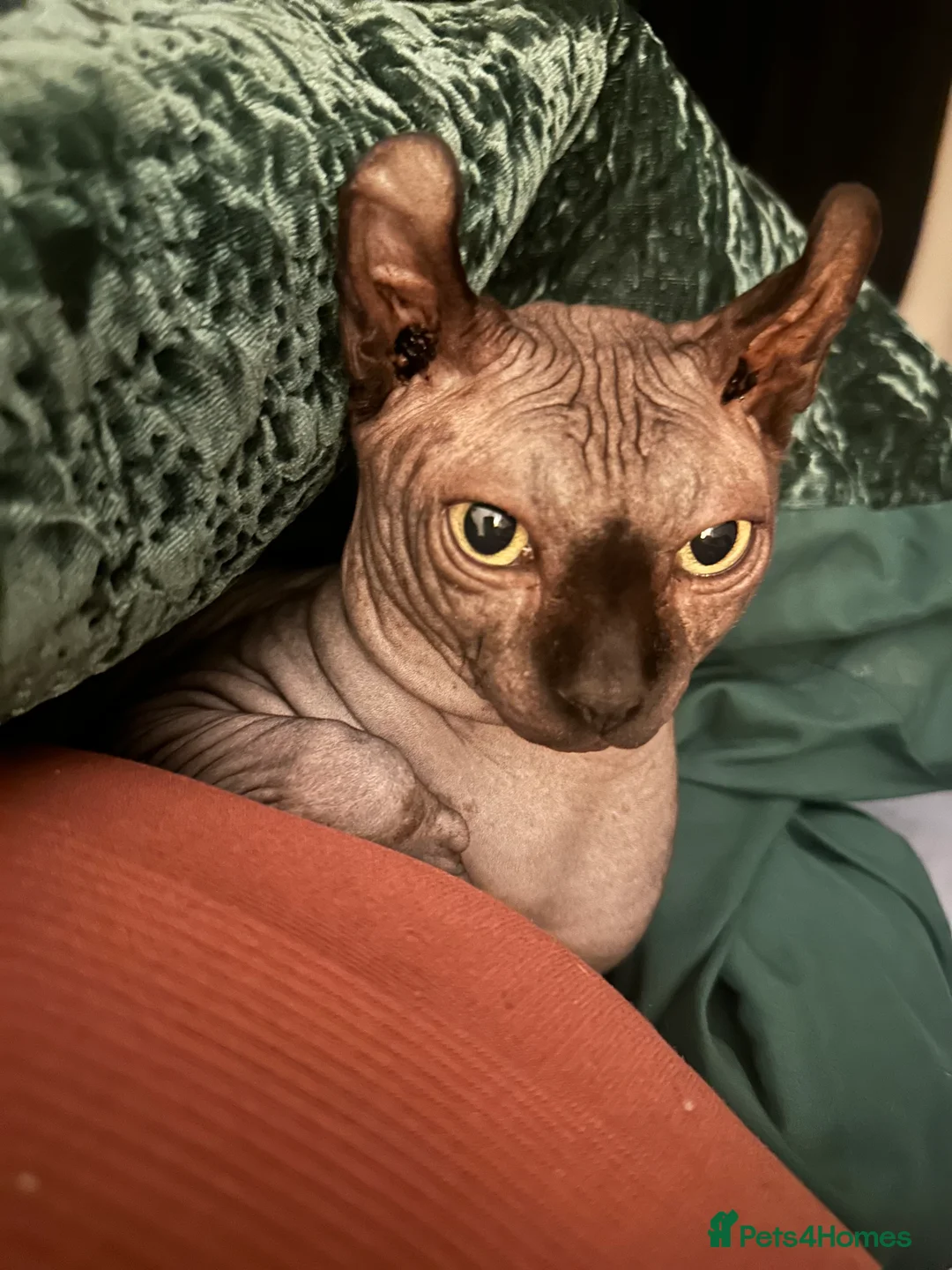 Sphynx cats for stud: Stunning blue Elf - Advert 1