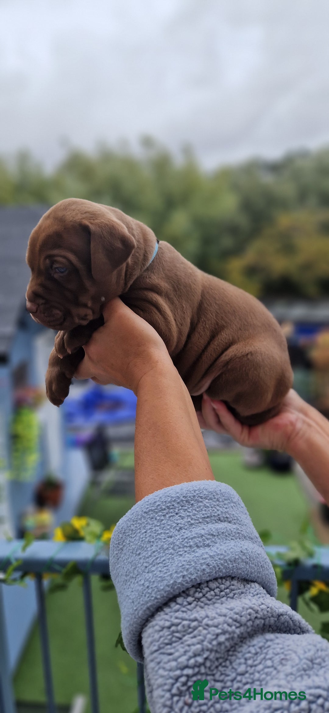 Mixed Breed dogs for sale: cane corso x mastiff pups for sale - Image 7