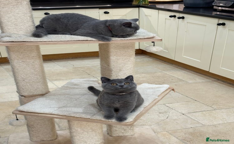 British Shorthair cats - Advert 2