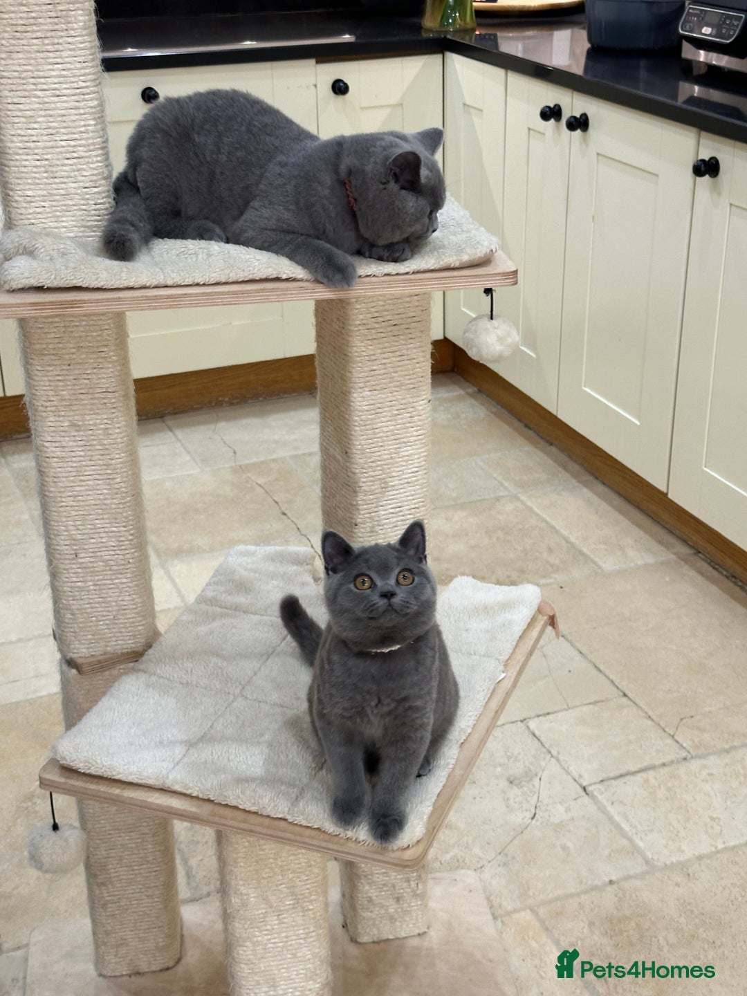 British Shorthair cats for sale: Blue British Shorthair registered Full Pedigree  - Image 3