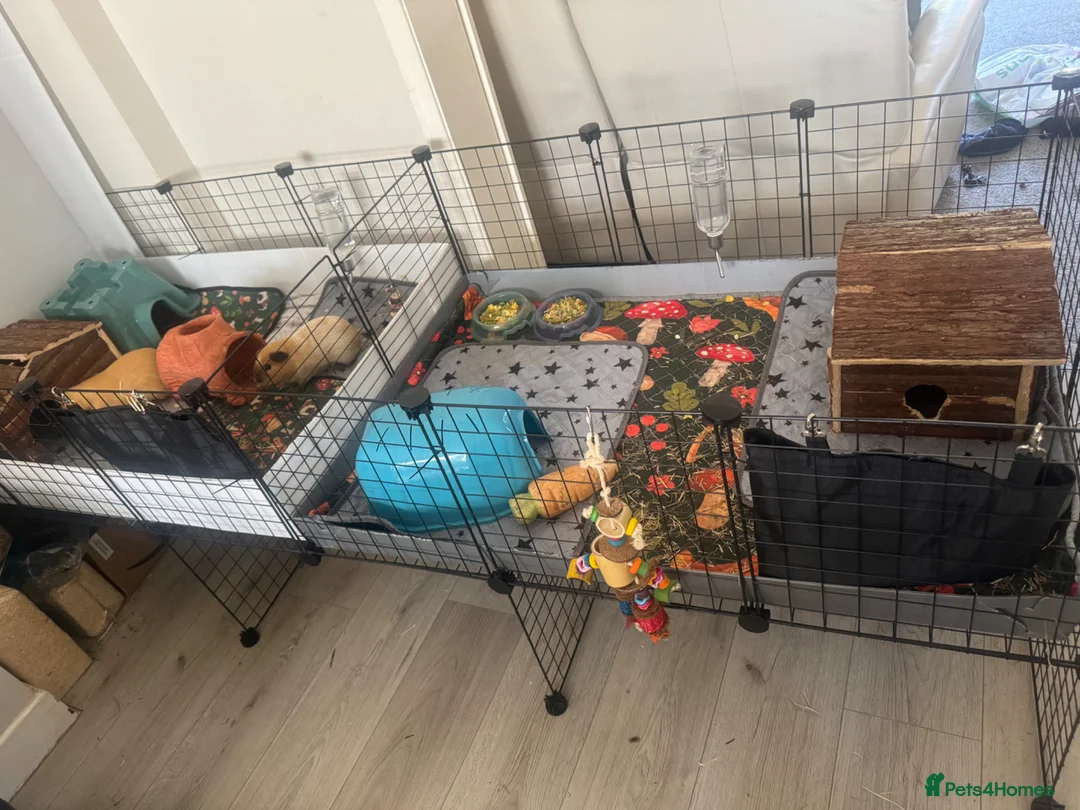 Guinea Pig rodents for sale: 4 male guinea pigs - 8 months old - with set up  in Morecambe - Advert 2