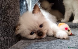 Ragdoll cats for sale: Ragdoll kittens - loving, playful, dog confident - Image 1