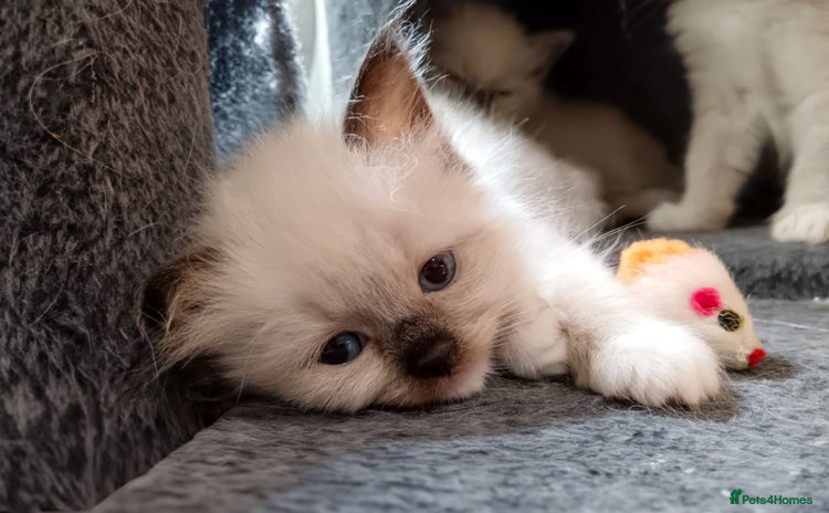 Ragdoll cats - Advert 16