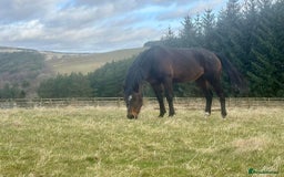 English Thoroughbred horses for sale: Lovely well put together 15.3 4yo Mare - Image 12