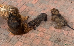 Cockapoo dogs for sale: REDUCED NOW 950!!!COCKERPOO’S READY TO LEAVE NOW!  - Image 24