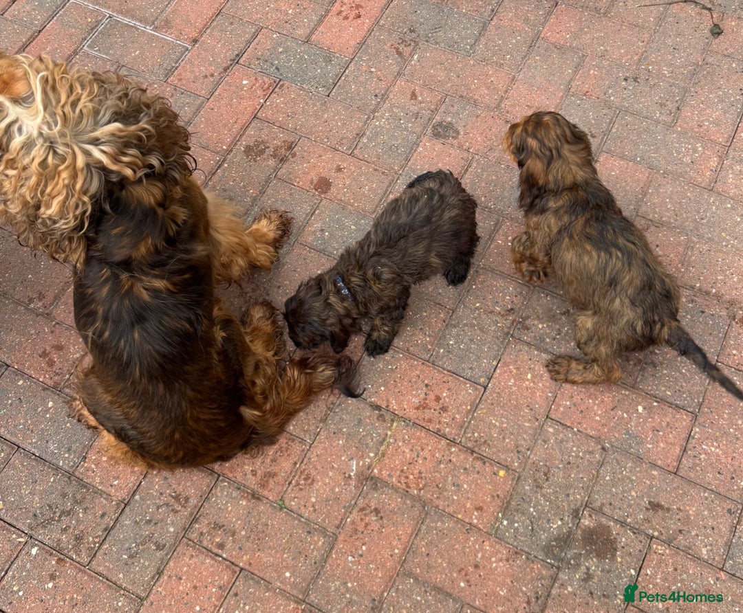 Cockapoo dogs for sale: REDUCED NOW 950!!!COCKERPOO’S READY TO LEAVE NOW!  - Image 24