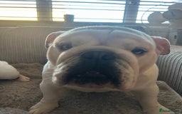 English Bulldog dogs for sale: Brother and sister for sale £2500 for both  - Advert 21