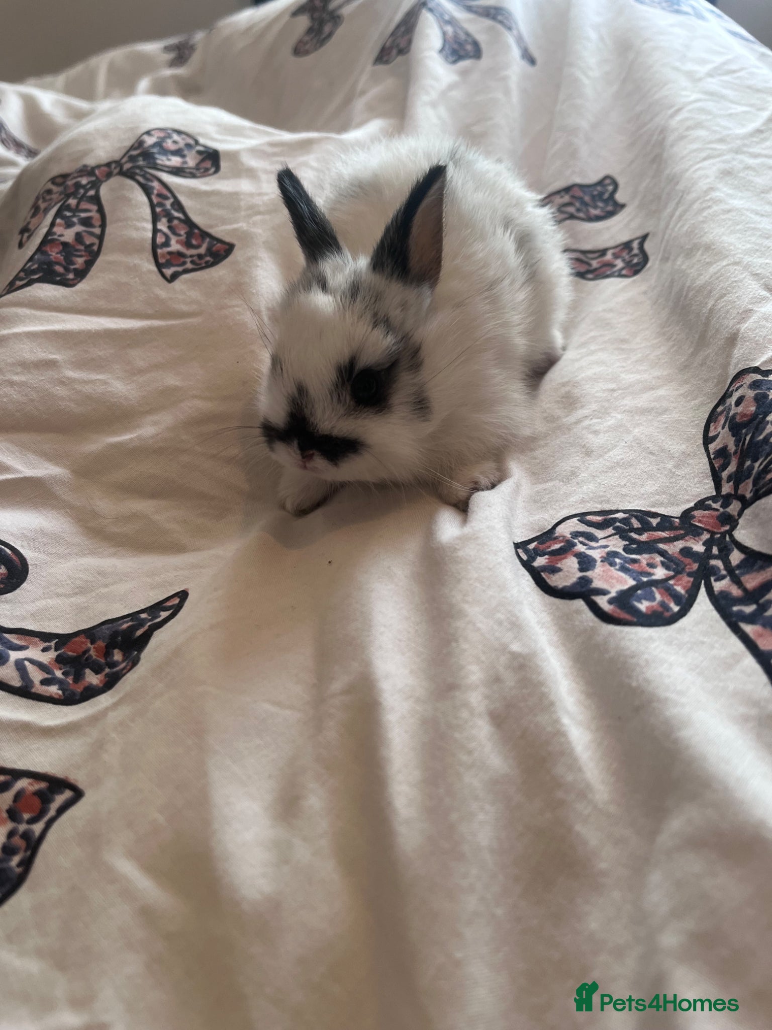 Mini Lion Lop rabbits Mini lop x double manned lion  - Advert 1