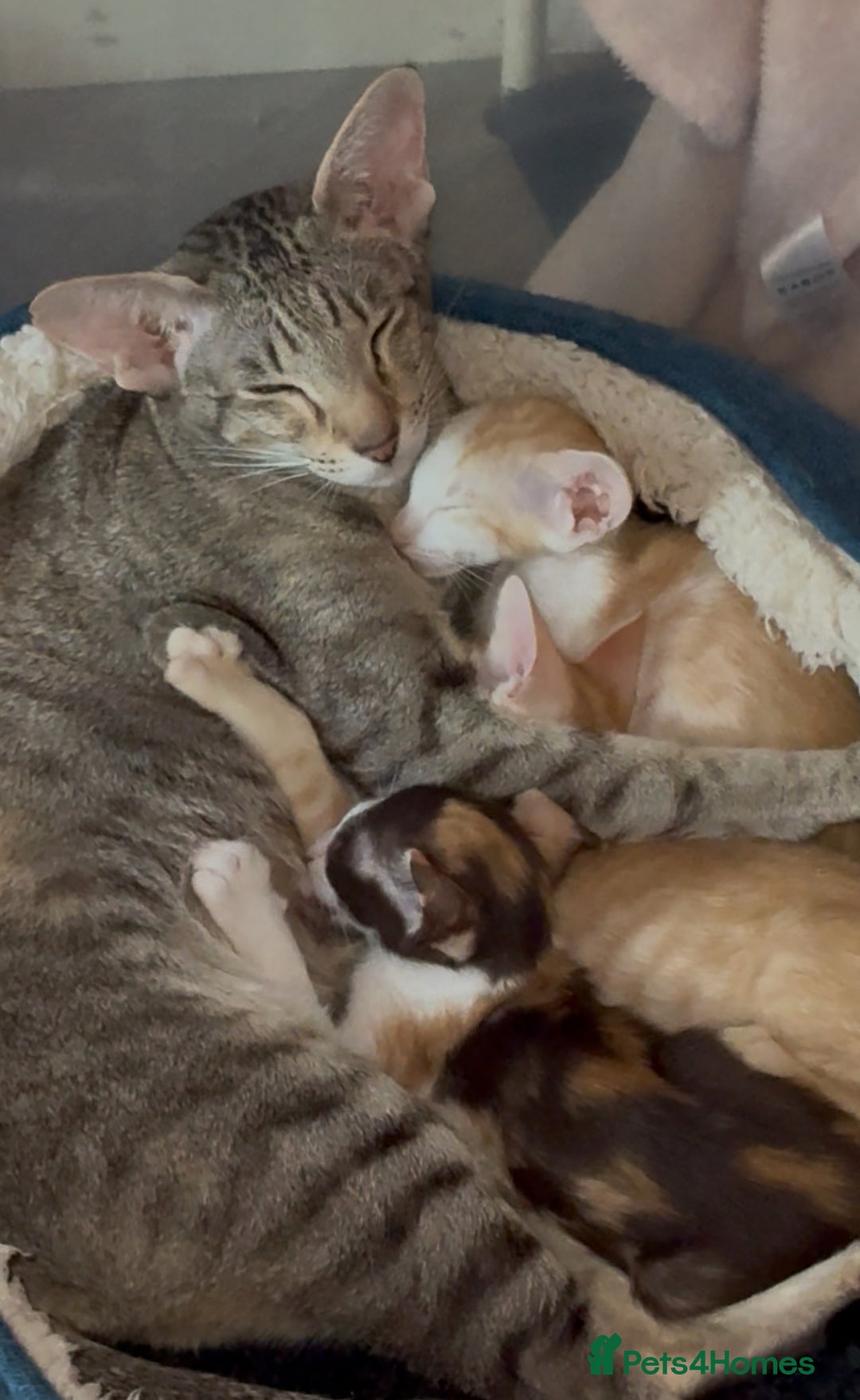 Oriental cats for sale: Oriental Kittens Looking for Their Forever Homes - Image 6