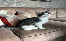 Mixed Breed cats for sale: Active and friendly kitten - Image 5