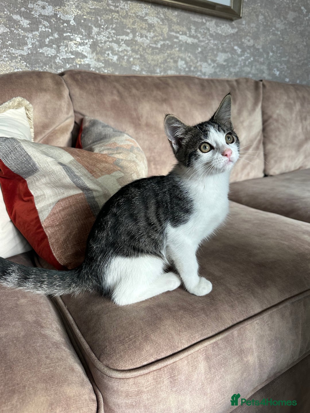Mixed Breed cats for sale: Active and friendly kitten - Image 5