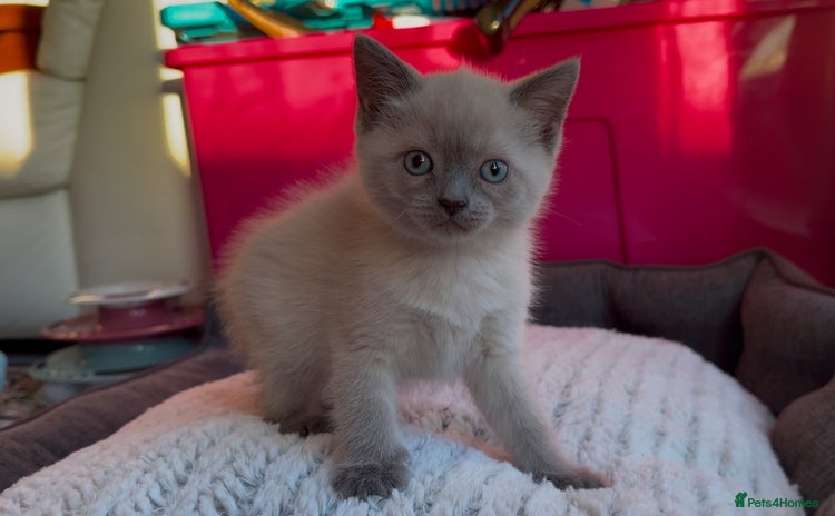 Mixed Breed cats - Advert 3
