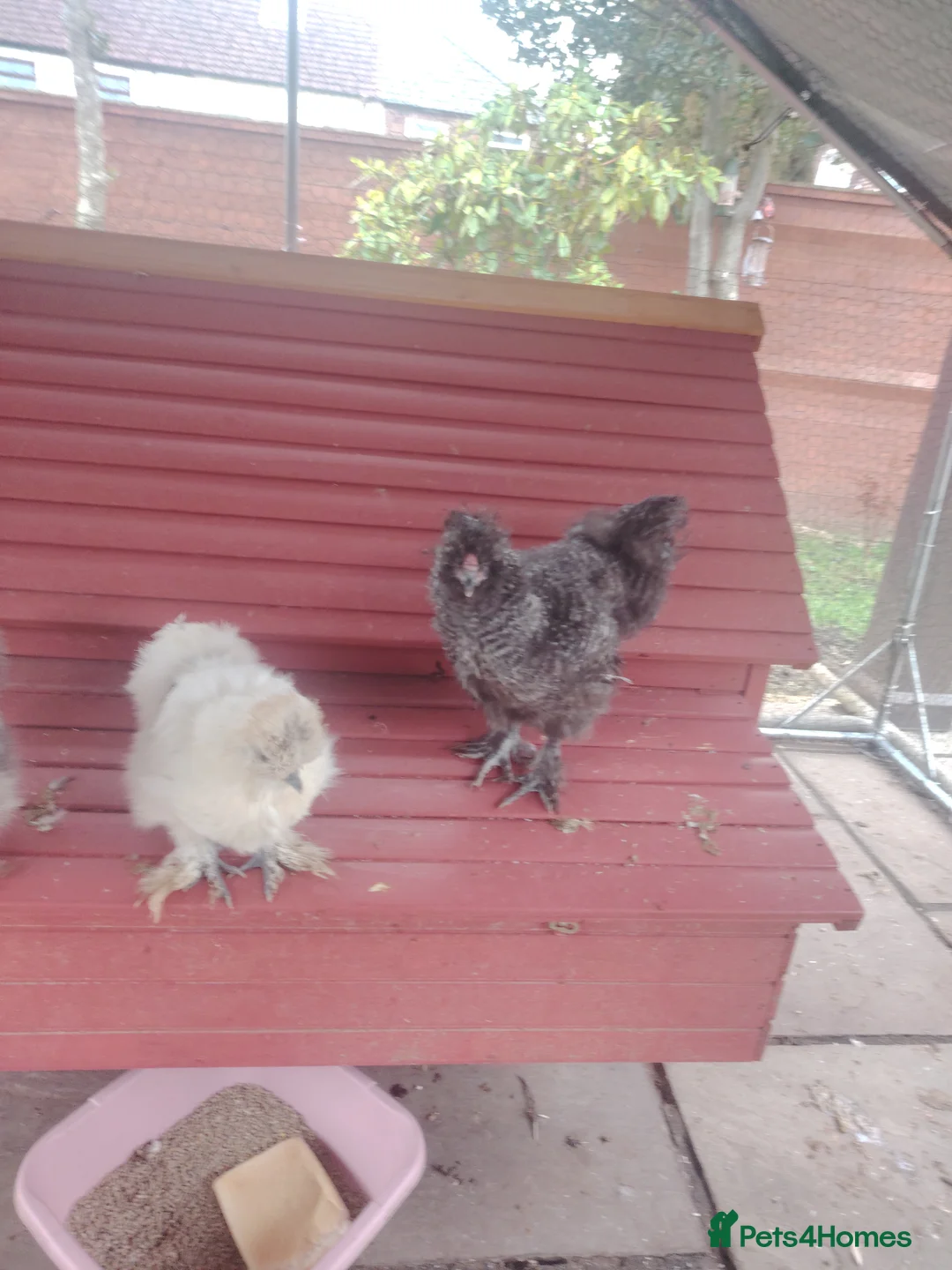 Chickens poultry for sale: Silkie - Advert 2