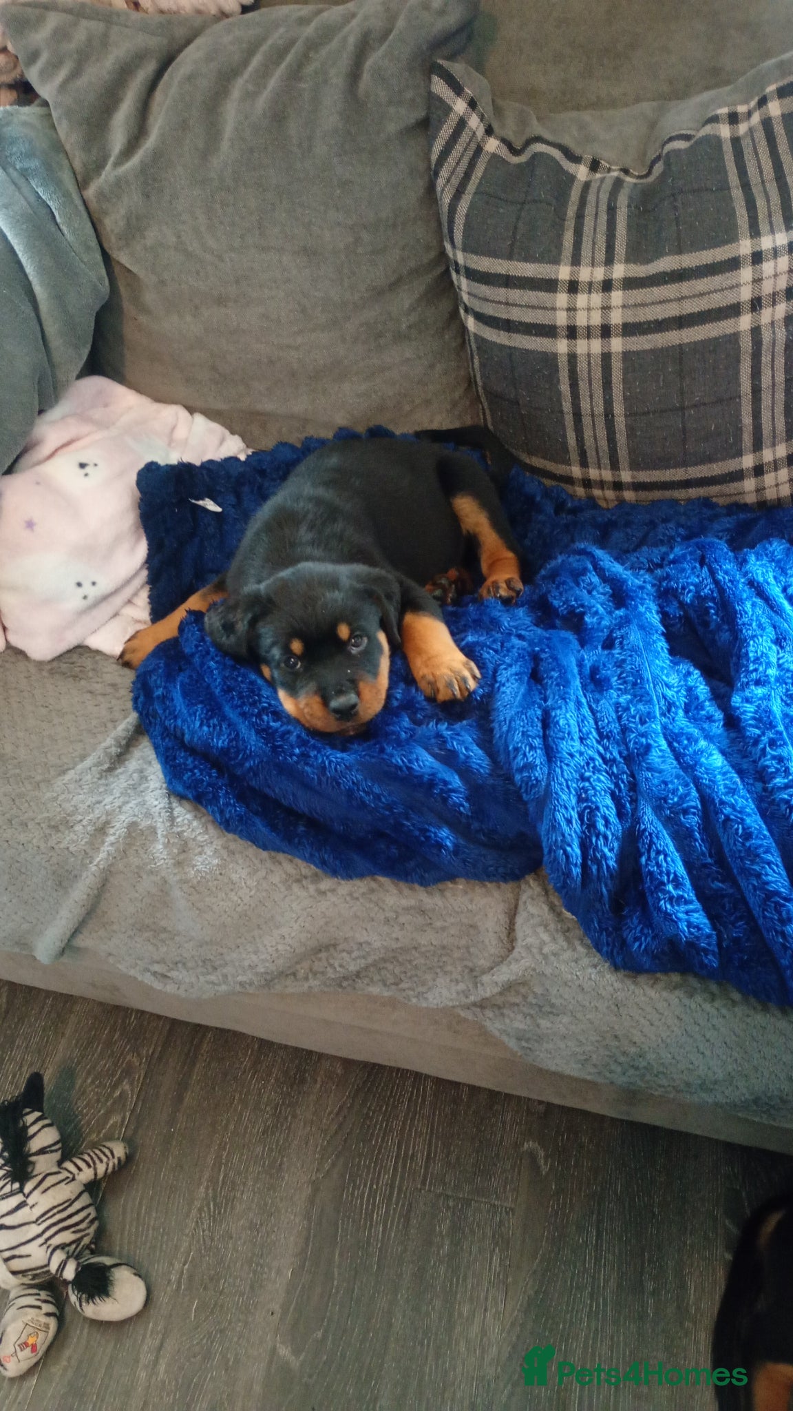 Rottweiler dogs Chunky full rottie pups 1 last girl awaiting  - Advert 9