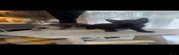 Mixed Breed cats for sale: 4 beautiful kittens for sale  in Bristol - Advert 7