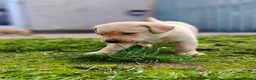 Labrador Retriever dogs for sale: Stunning, Well Bred Yellow Labrador Pups - Advert 16