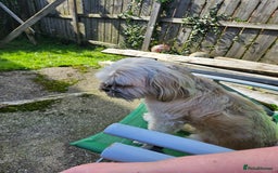 Lhasa Apso dogs for stud: Full pedigree Lhasa Apso for Stud - Image 8