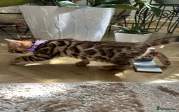 Bengal cats for sale: ❤️ Gorgeous Pure Bengal Kittens Available ❤️ - Image 21