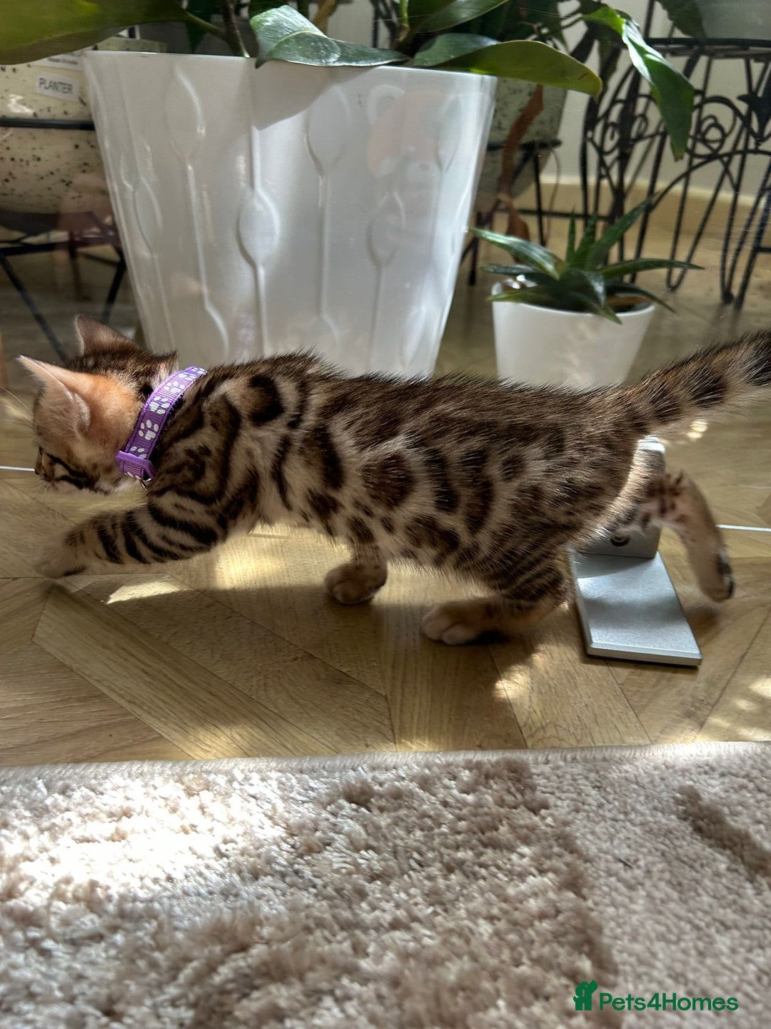 Bengal cats for sale: ❤️ Gorgeous Pure Bengal Kittens Available ❤️ - Image 21