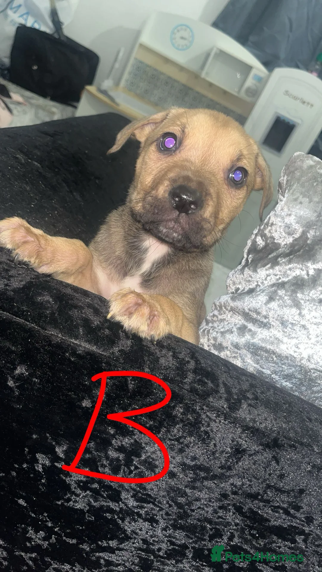 Mixed Breed dogs for sale:  Chunky Staffy x Cane Corso Puppies  - Advert 3