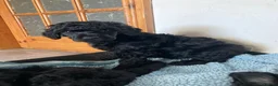 Standard Poodle dogs for sale: Reservation List Open. Standard Poodle Puppies - Advert 13