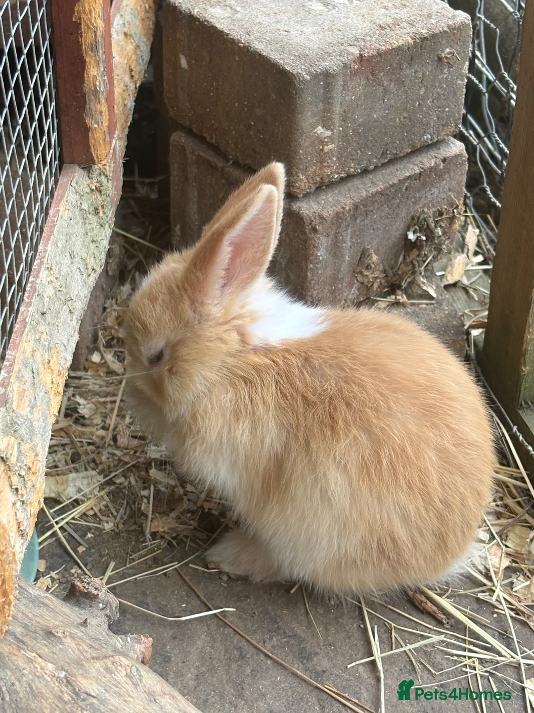 Mini Lion Lop rabbits for sale: Mini lion lop baby bunnies looking for homes  - Advert 11